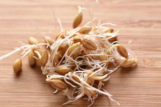 1526089458114726.jpg 谷物發(fā)芽.jpg