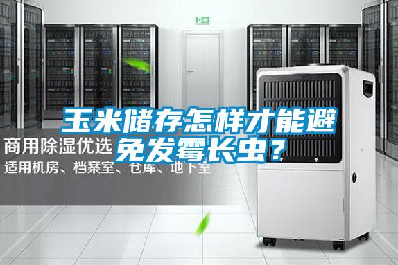 玉米儲存怎樣才能避免發霉長蟲?